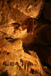 El Bosc Encantat i les Ales del Diable