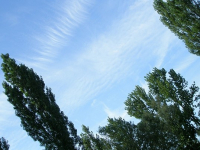 Els arbres grans solen patir l´impacte del vent.