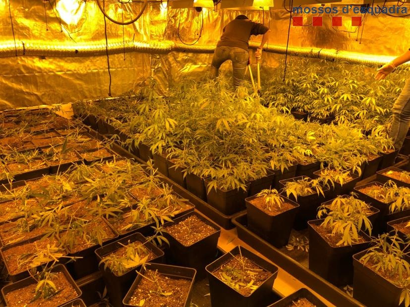 Les plantes de marihuana decomissades