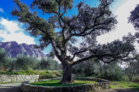 L'alzina centenària de Collbató