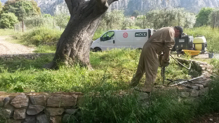 Tractament de reforç i manteniment de l'alzina gran