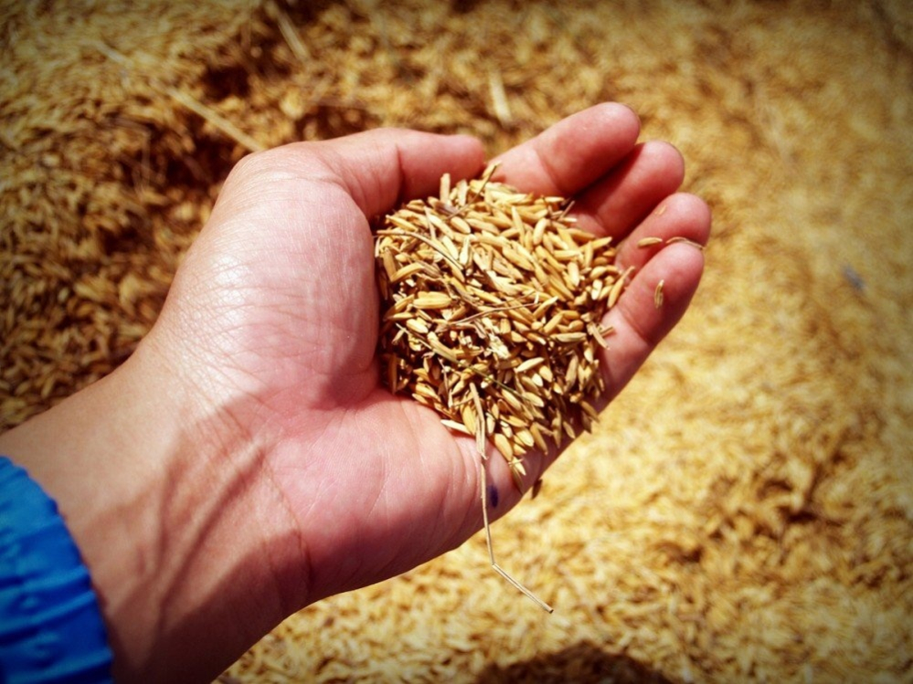 Vols participar en una cooperativa agrícola? Sant Andreu de La Barca t'ofereix l'oportunitat!