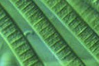 Microalgues