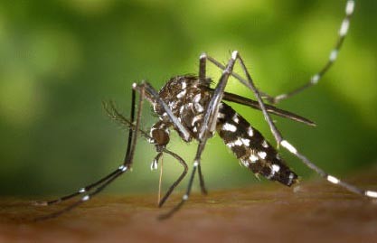 Mosquit tigre