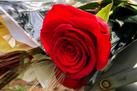 Distribució de roses a les dones més grans de 80 anys