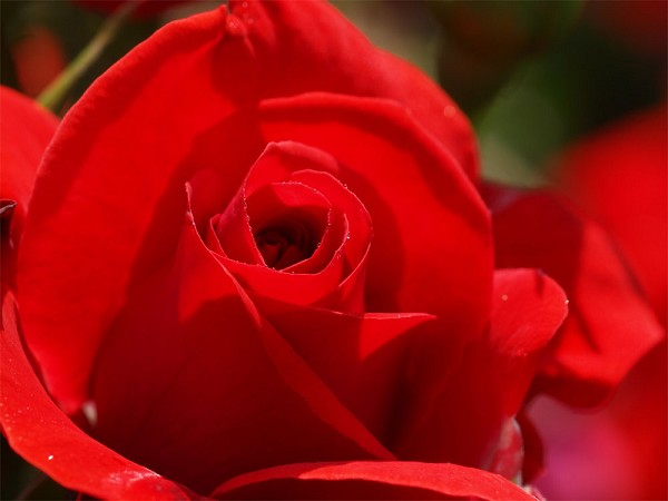 Rosa de Sant Jordi