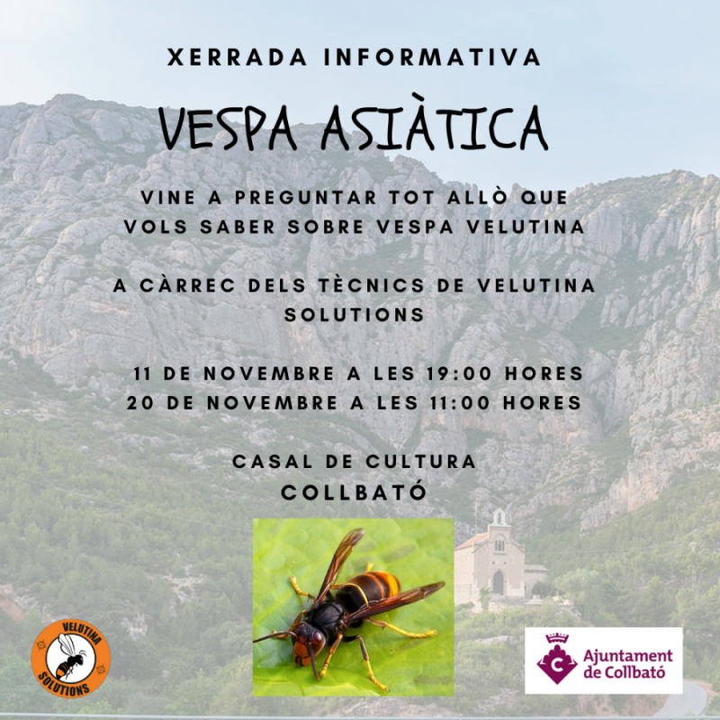 xerrada vespa asiàtica