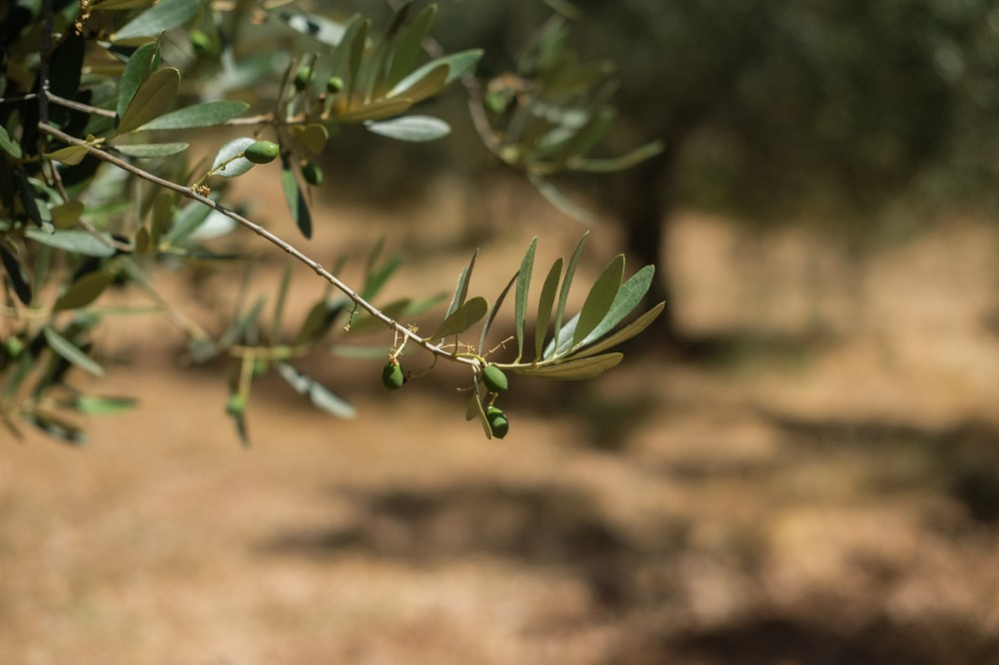 Oliveres a Collbató