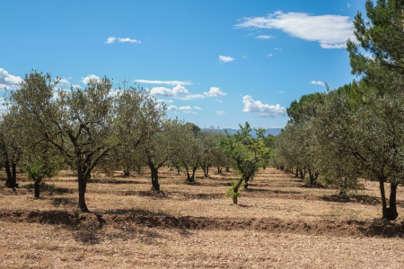 Oliveres a Collbató
